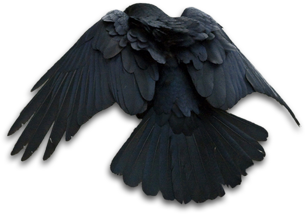 Raven Png - Art (700x465), Png Download