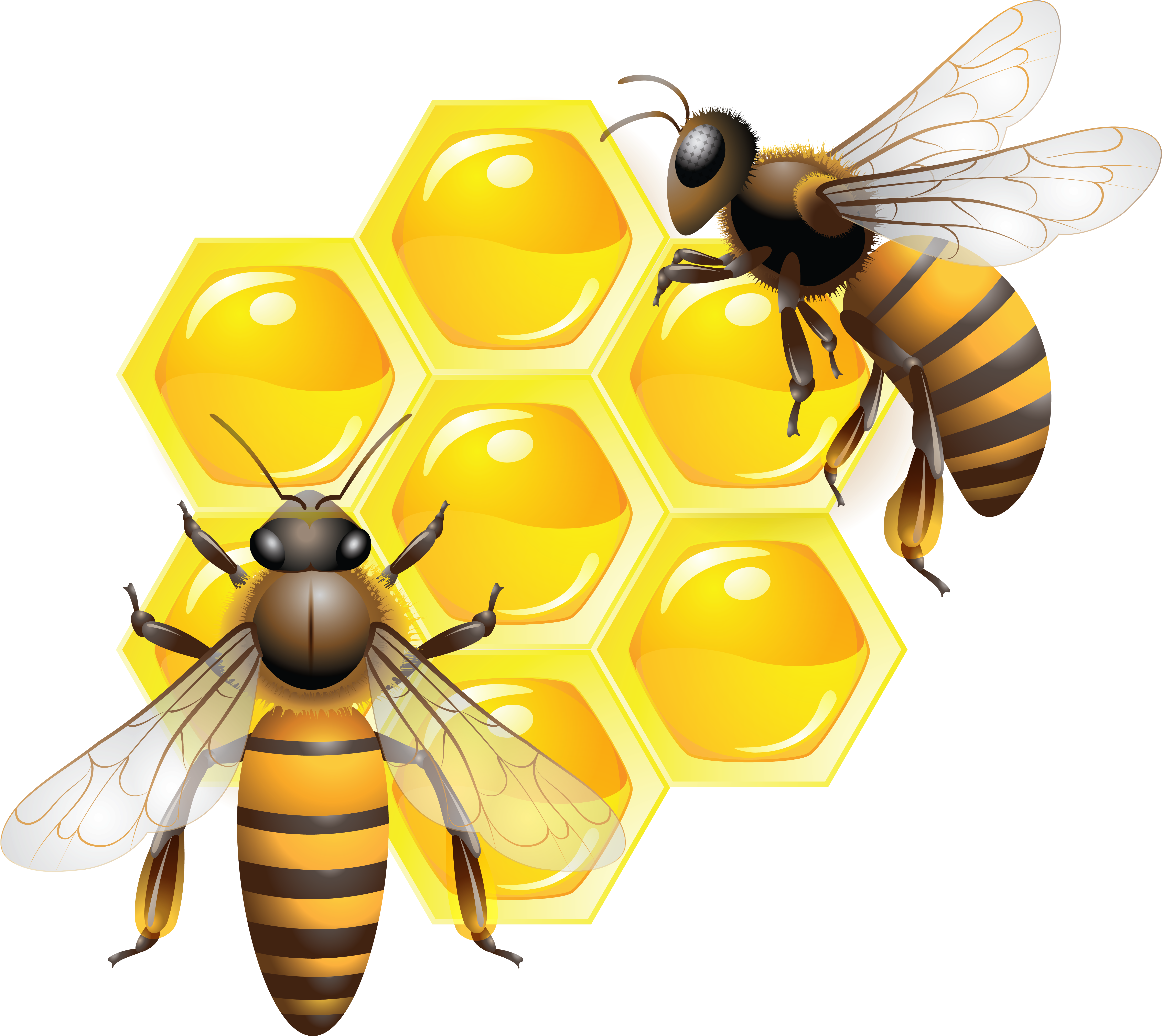 Bees On The Flower Round Ornament (5716x5090), Png Download