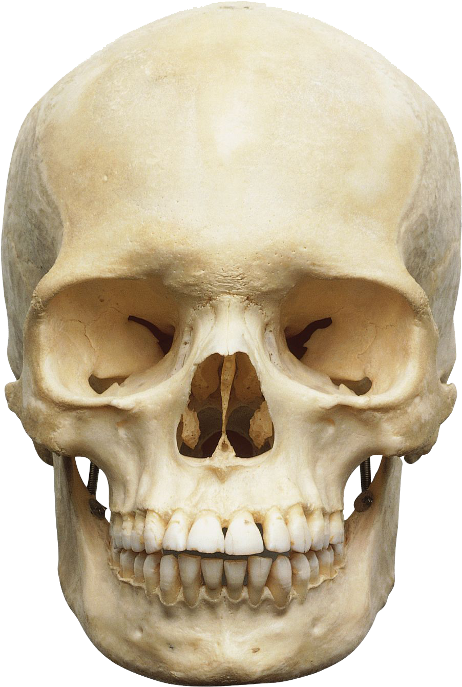 Find Out More About The Anatomy Of The Human Skull - Skull Of Human Body (960x1393), Png Download
