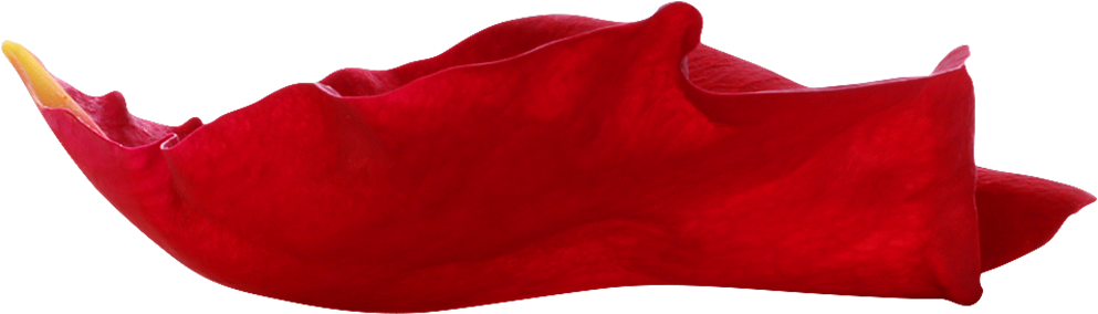 Sock (1000x292), Png Download