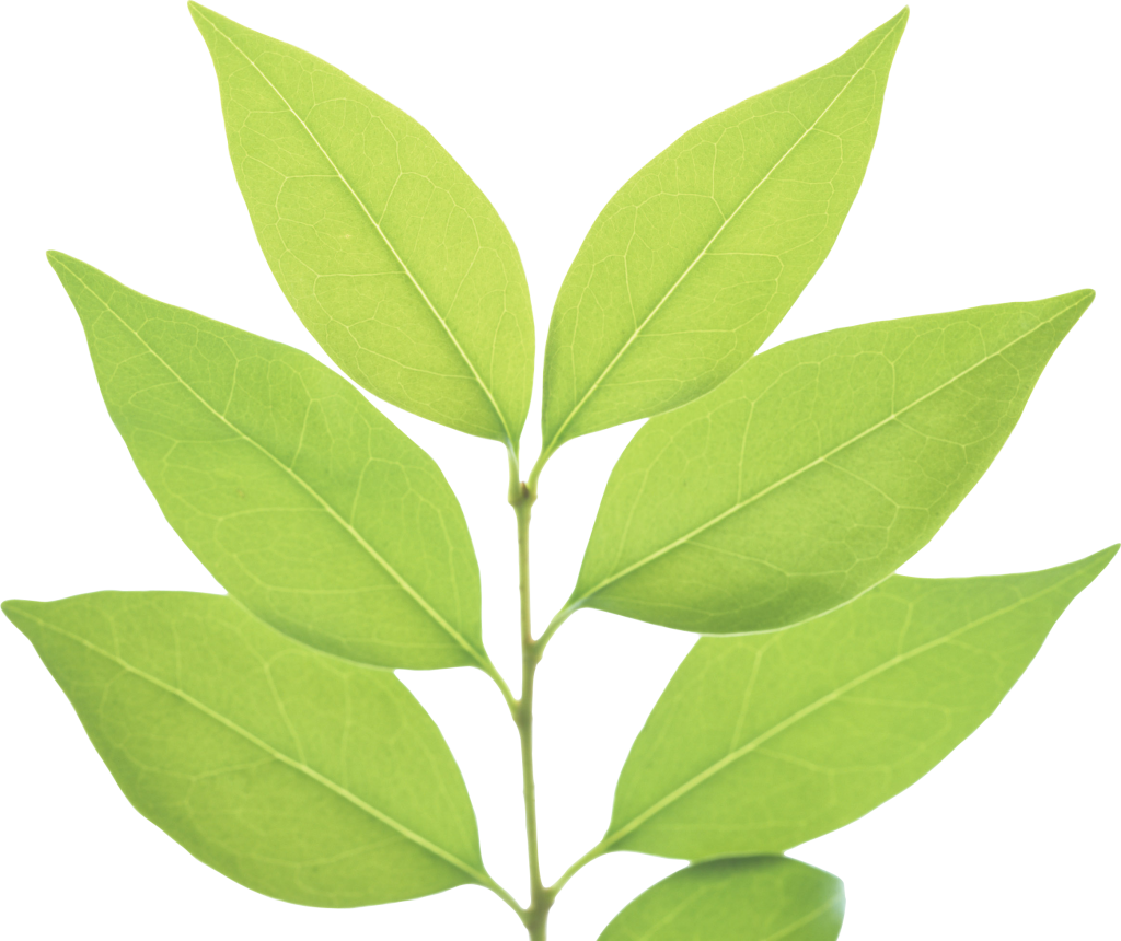 Png Green Leaves Green Leaf Png - Coca Leaves With Clear Background (1024x860), Png Download