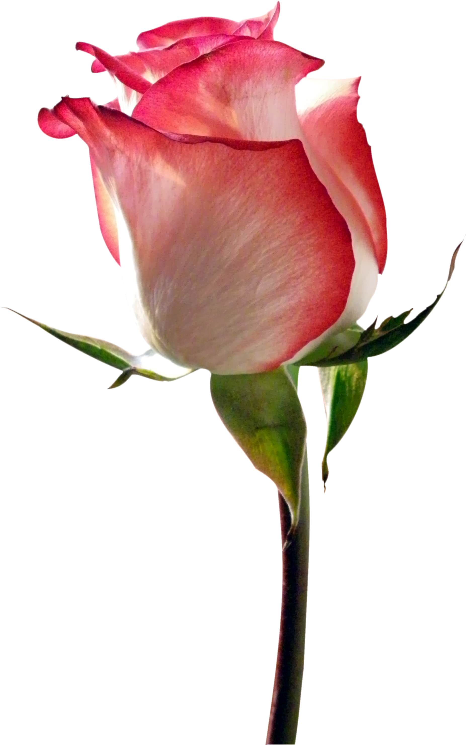 Don Romantique, Fichier Png - Fleur Format Png (2469x3750), Png Download