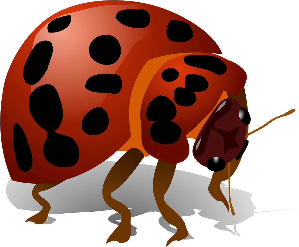Ladybug Bug Insect Red Ladybird Transparent Image - Bug Clip Art (1280x1048), Png Download