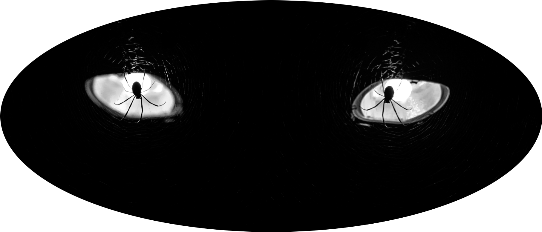 Spider Eyes - Photographer (1814x1024), Png Download