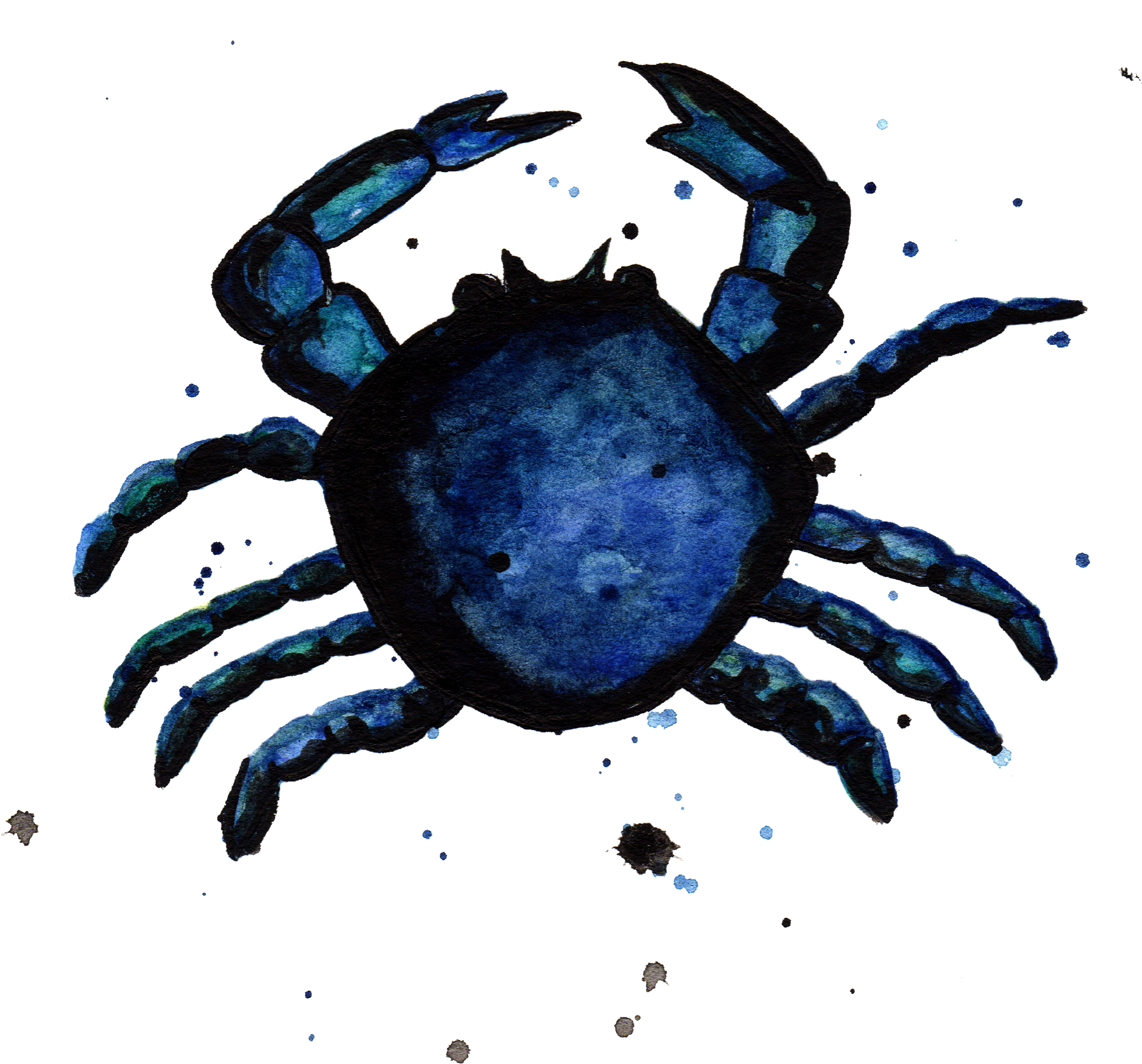 Blue Crab By Chrystal Elizabeth - Water (3000x3000), Png Download