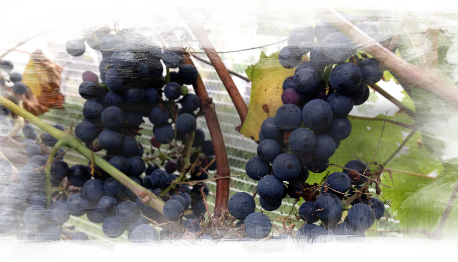 Red Wine Fermentation Is Done With Crushed Grapes - Seedless Fruit (1600x915), Png Download