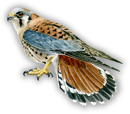 Bird Art - Art (417x366), Png Download