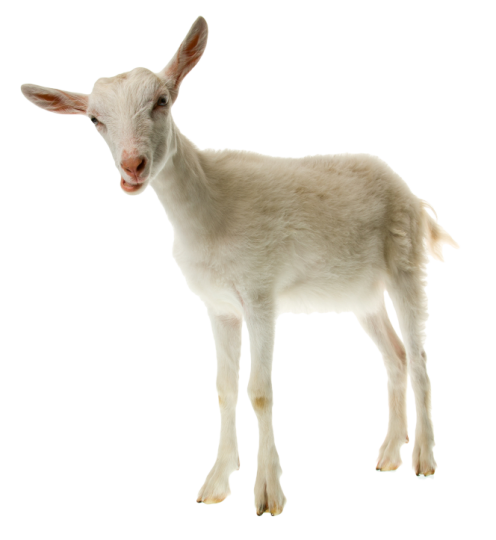 This Goat Is A Ninja - Goat Milk Png (496x540), Png Download
