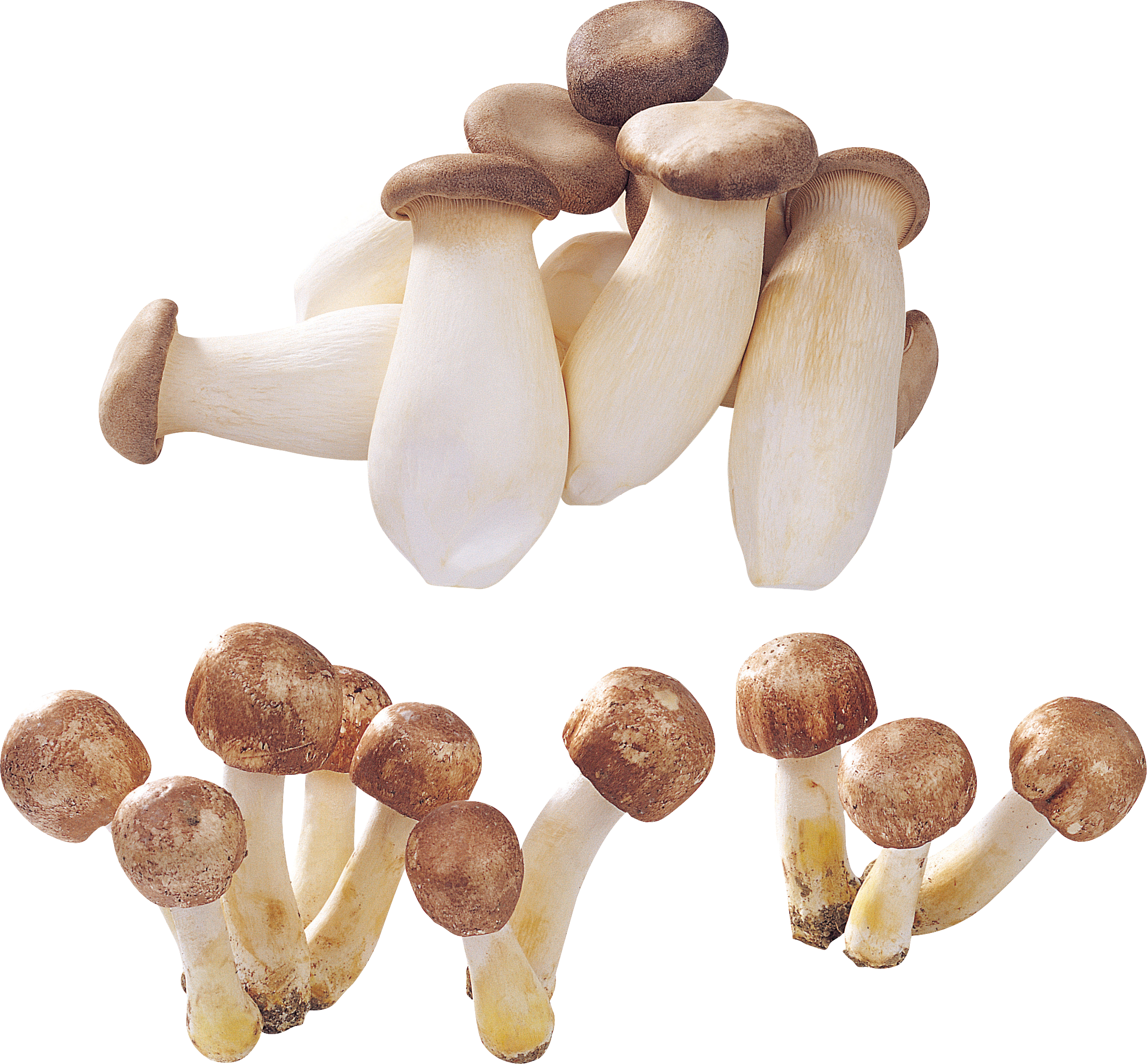 Mushroom (2414x2240), Png Download