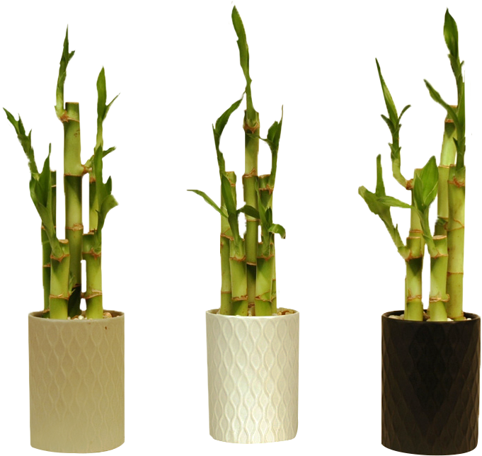 Go To Image - Bamboo (739x698), Png Download