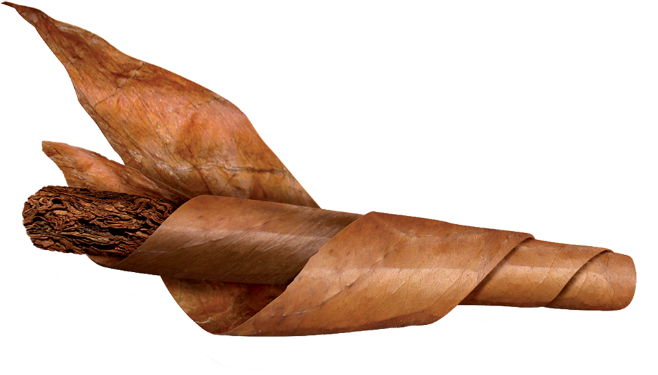 200 Cigars Rolled Per Day - Filler Cigars (1000x590), Png Download
