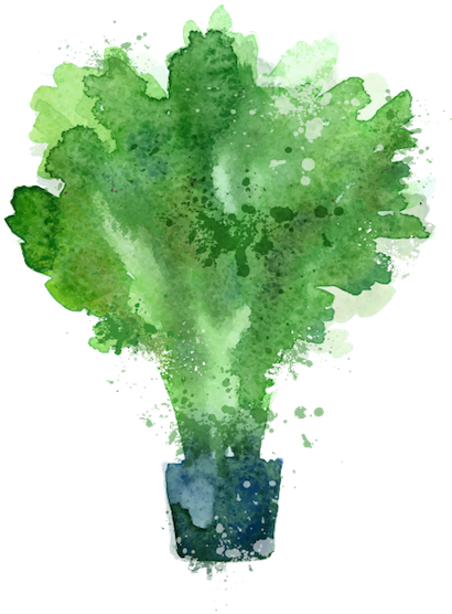 Kale - Stock Illustration (600x600), Png Download