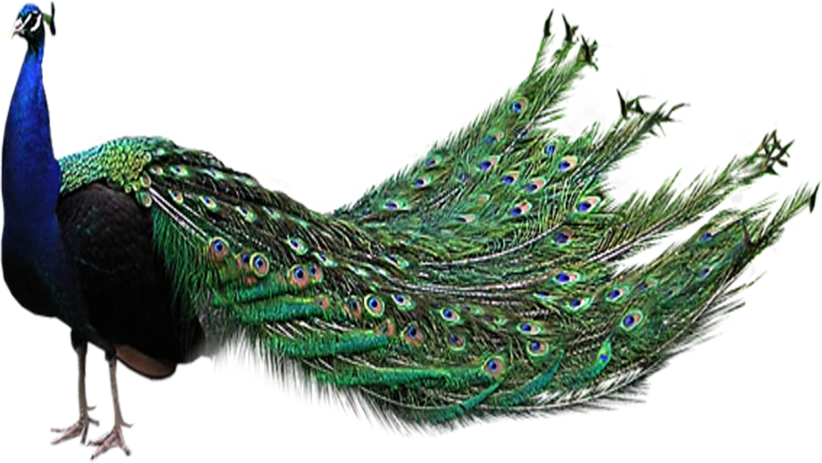 Peacock Feather Transparent Background - Peacock Png (1200x677), Png Download