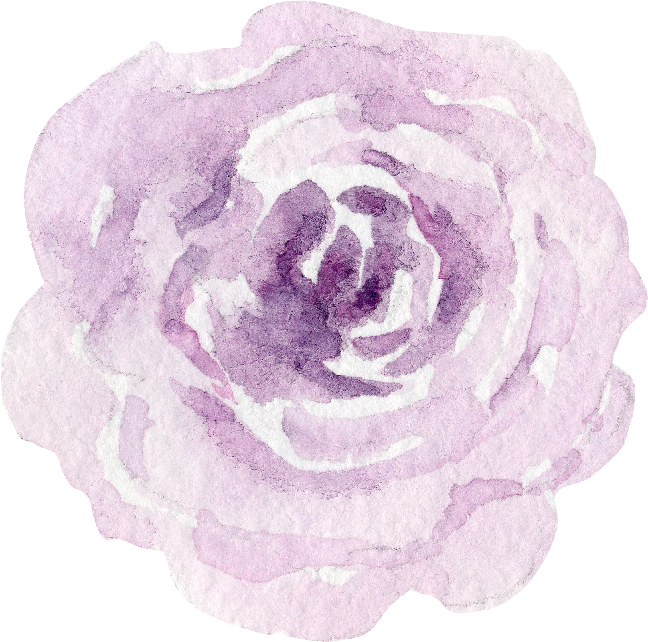 Flr - Garden Roses (2272x2252), Png Download