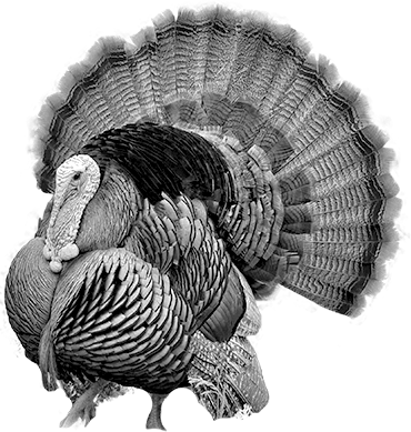Dindon - Male Turkey (370x389), Png Download