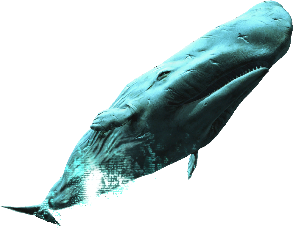 White Whale - Assassin's Creed White Whale (1024x1024), Png Download