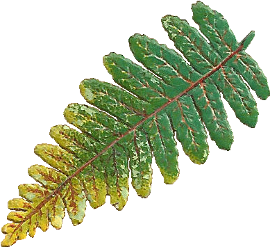 Victorian Scrap Of A Fern Leaf - Clip Art (450x409), Png Download