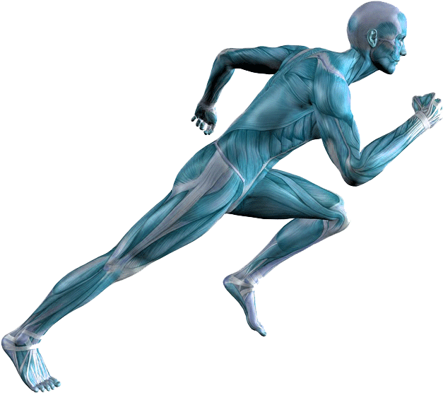 Achilles Tendinopathy - De La Resistencia Fisica (800x600), Png Download