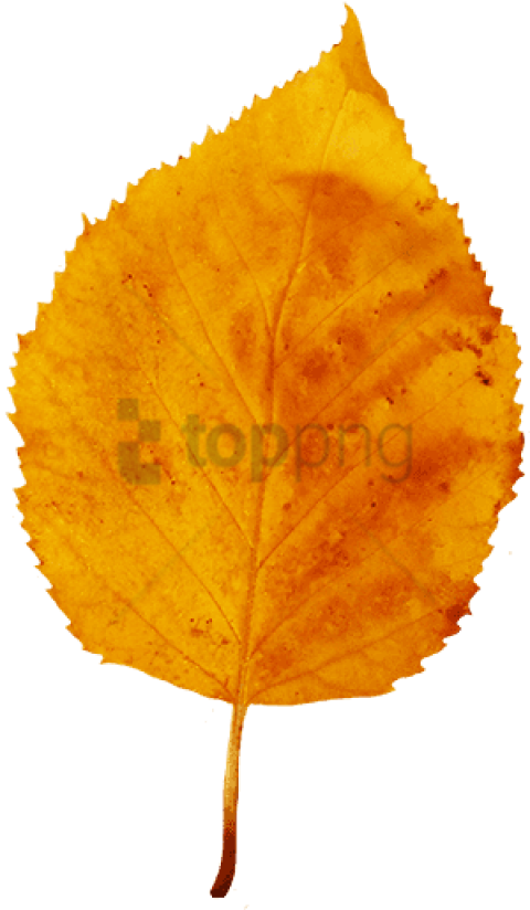 Yellow Brown Fall Leaf, Small Red Yellow Clipart - Fall Leaf (325x531), Png Download