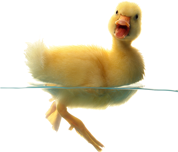 Duck Png Transparent Free Images - Son Of A Chicken (800x770), Png Download