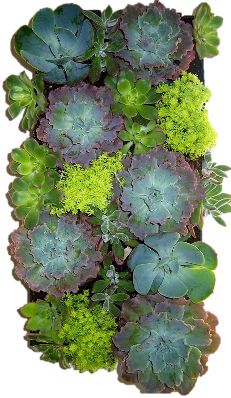 Succulent Wrapped (464x800), Png Download