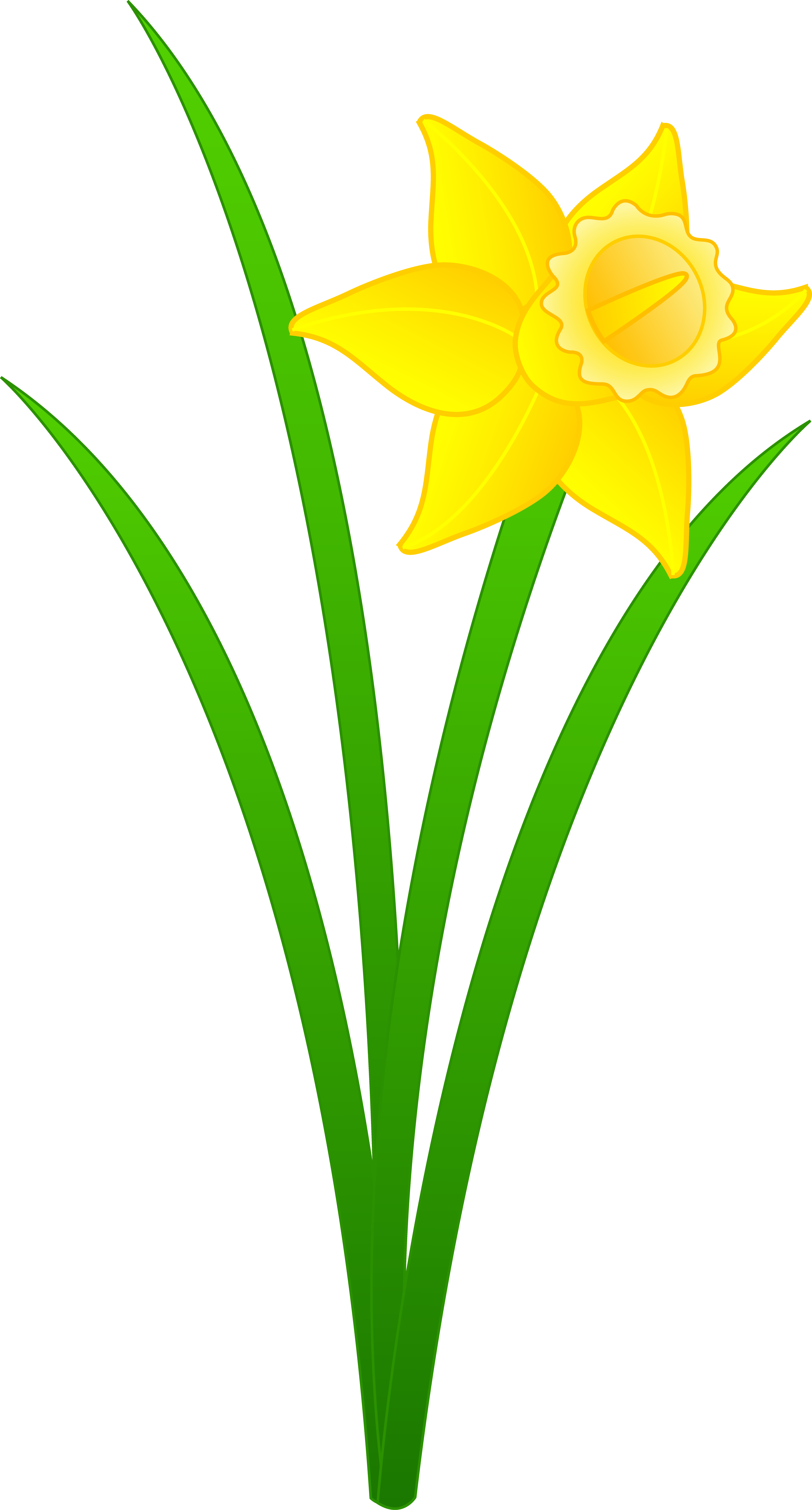 Limp Clipart - Daffodil Flower Clip Art (3891x7231), Png Download