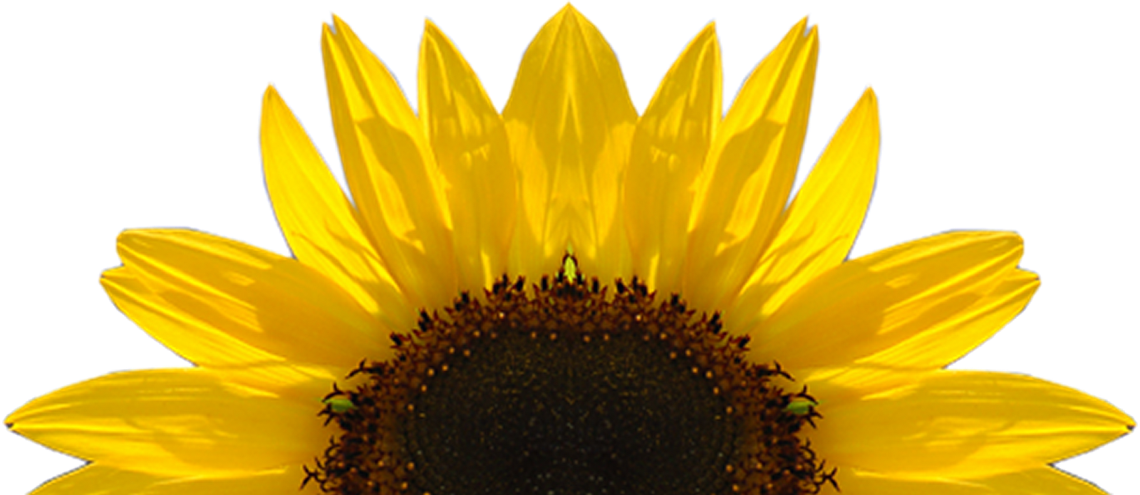 Sunflower Png Download Image - Key Cutting Board Kess Inhouse (1600x695), Png Download