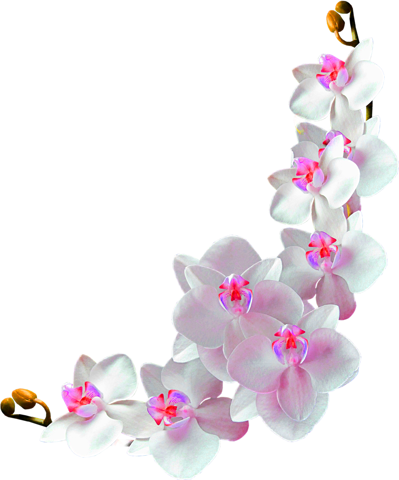 Orchids Film Frame Photography Clip Art - Orchids Frame (1443x1736), Png Download