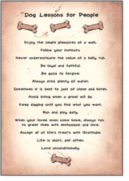 Pet Lovers Centre (800x600), Png Download