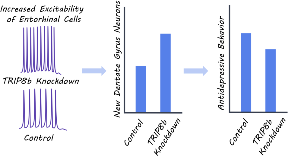 Ihippostudy - Portable Network Graphics (1000x563), Png Download