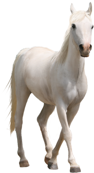 Caballo-2 - Horse Png (542x800), Png Download