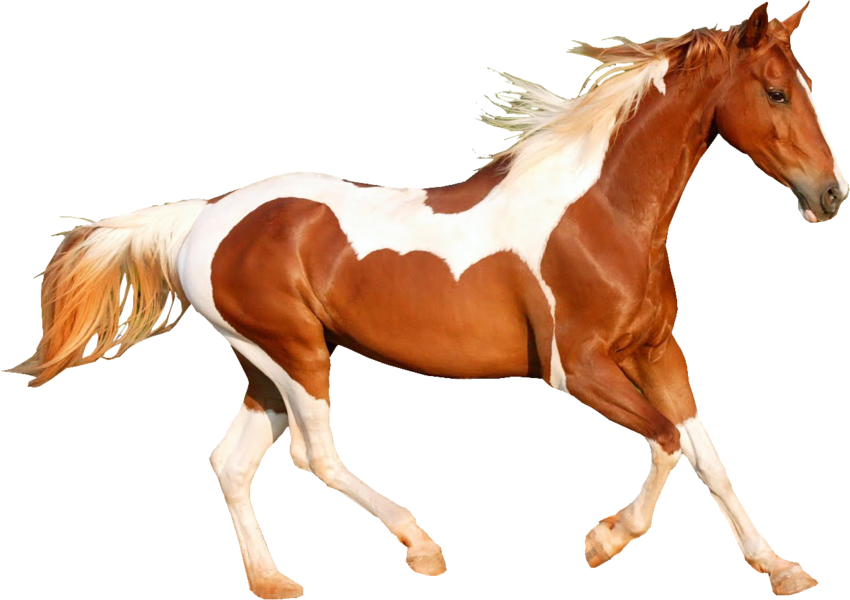 Share This Image - Caballo Al Galope Png (850x600), Png Download