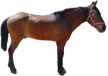 Imagen Imagen Real De Caballo - Caballo En Formato Png (400x300), Png Download