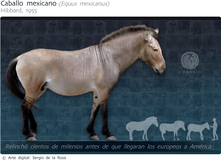 Parientes Vivos Más Cercanos - Caballo Del Pleistoceno (732x539), Png Download