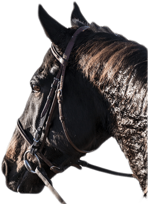 Caballo - Photography (611x482), Png Download