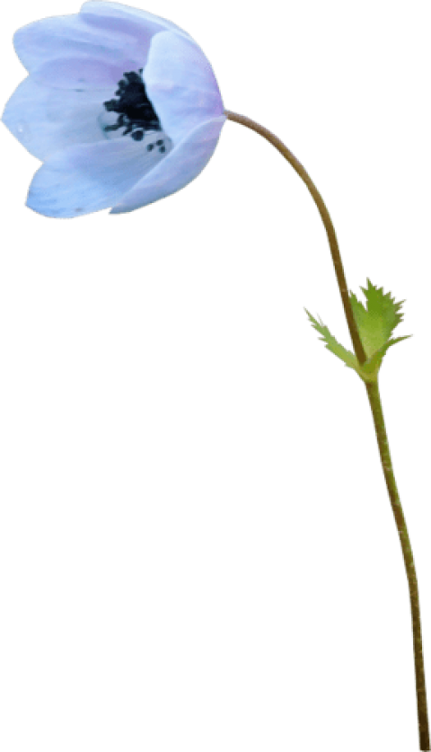 Soft Meadow - Baby Blue Eyes (287x500), Png Download