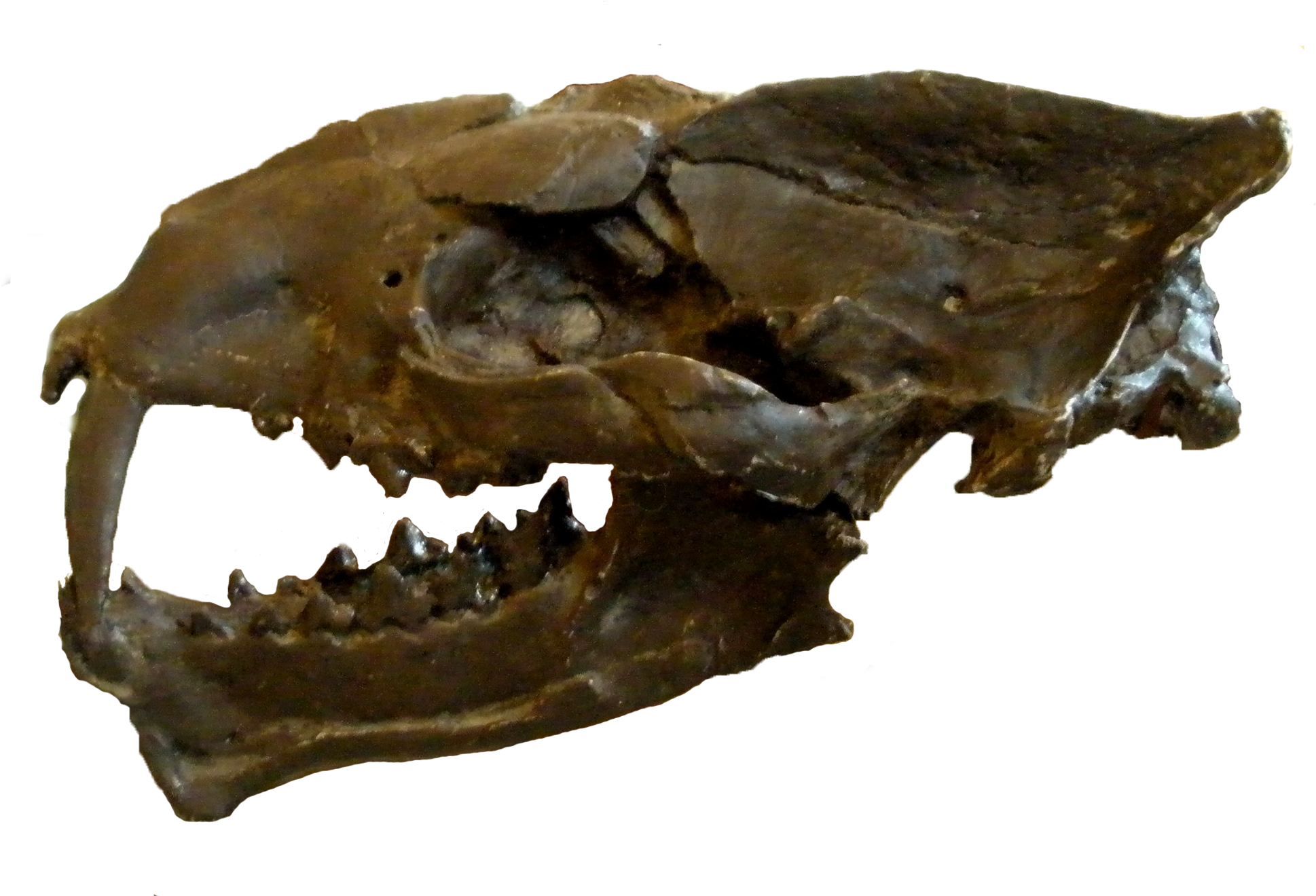 Machaeroides Eothen - Machaeroides (1957x1341), Png Download