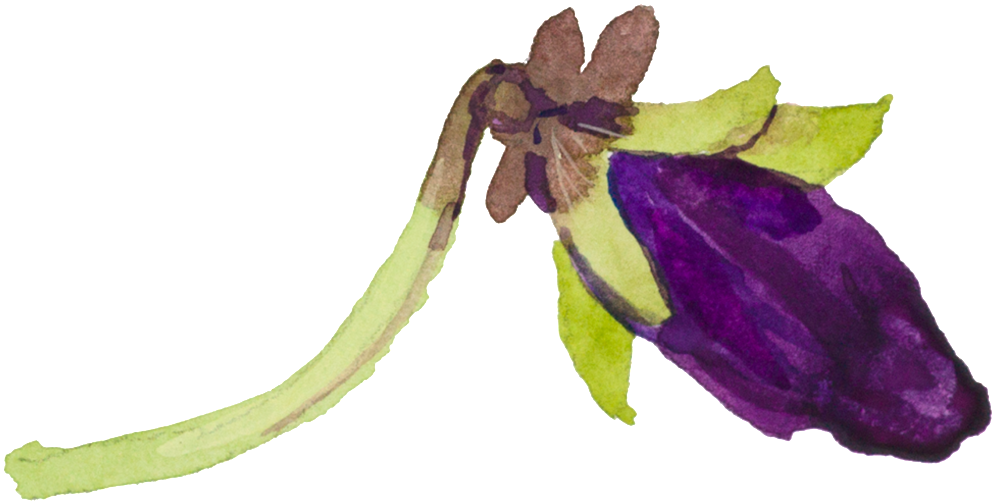 Flowery Transparent - Purple (1024x529), Png Download