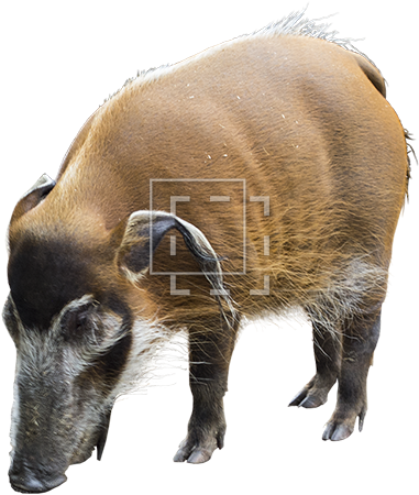 Parent Category - Domestic Pig (450x450), Png Download
