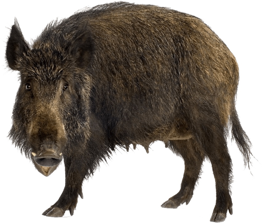 Free Png Boar Png Images Transparent - Wild Boar Png (851x724), Png Download