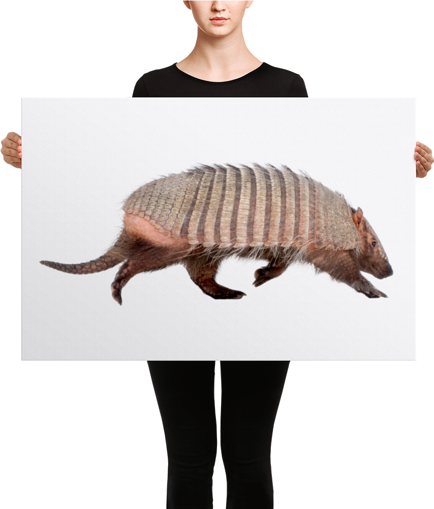 Armadillo Canvas - Black Mask Red Pied French Bulldog Canvas (1000x1000), Png Download