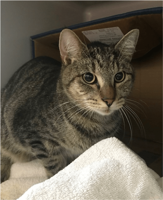 Photo Of Felix - Domestic Short-haired Cat (638x638), Png Download