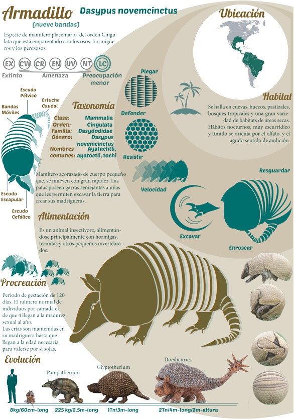 Sobre El Armadillo Armadillo, Animais, Exotic Animals, - Safari Ltd. Doedicurus - Action Figures (600x833), Png Download