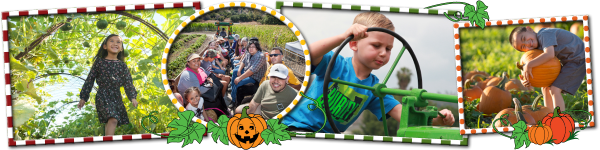 Squash Tunnel, Hay Ride, Sitting On Tractor, Pumpkin - Pomona (1200x300), Png Download