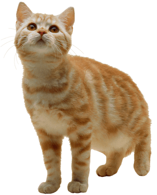 Cats With Transparent Background (400x400), Png Download