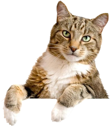 Gato Debruçado Png - Kailian 4 Way Cat Puppy Locking Indoor/outdoor For (500x483), Png Download