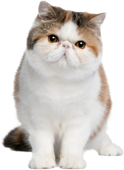 Gato Gordito - Guide To Owning An Exotic Shorthair Cat [book] (600x638), Png Download
