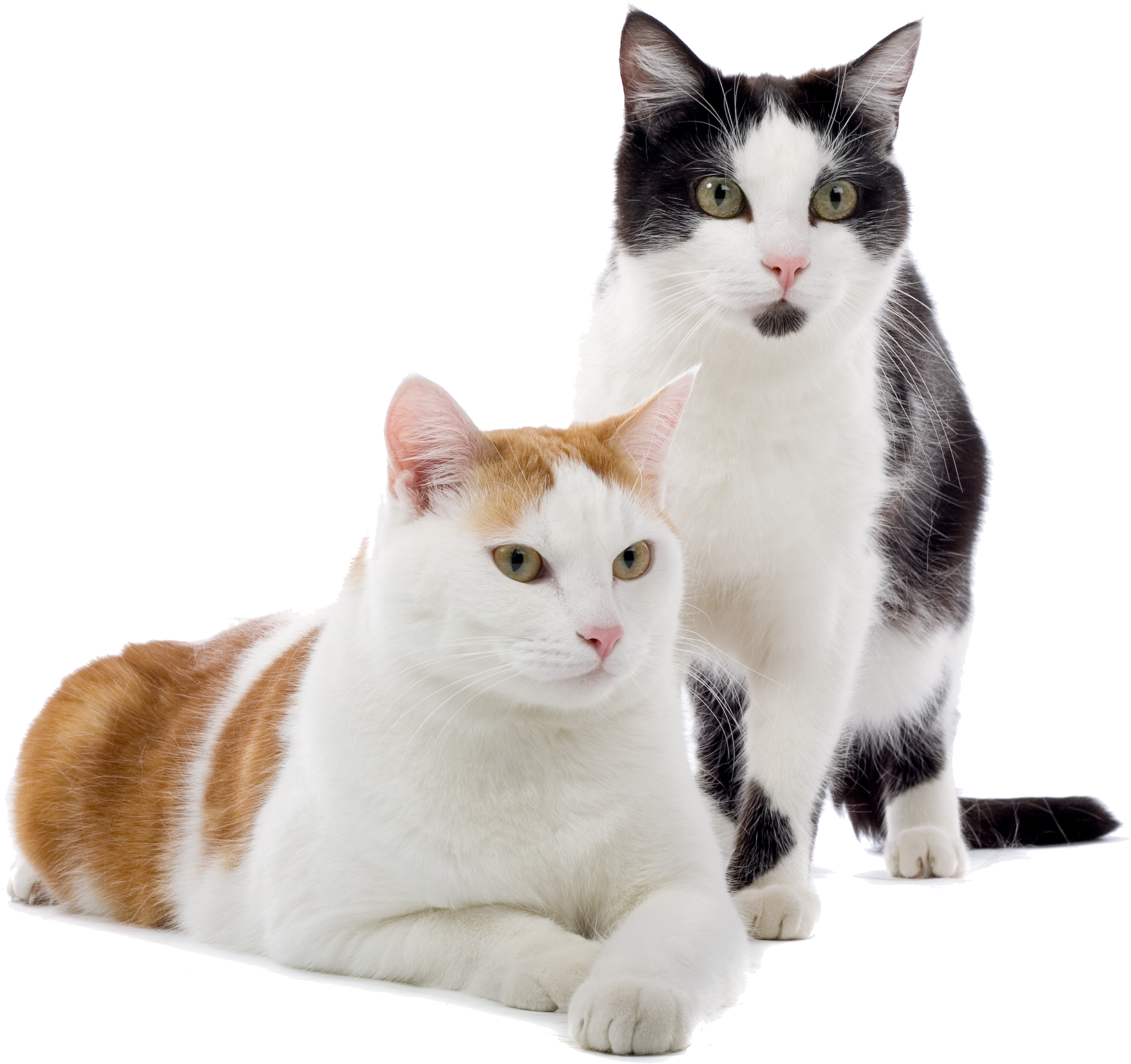 La Clave Para Adiestrar A Un Gato Es Basarse En Las - Lipidosis Hepatica Idiopatica Felina (2592x2420), Png Download