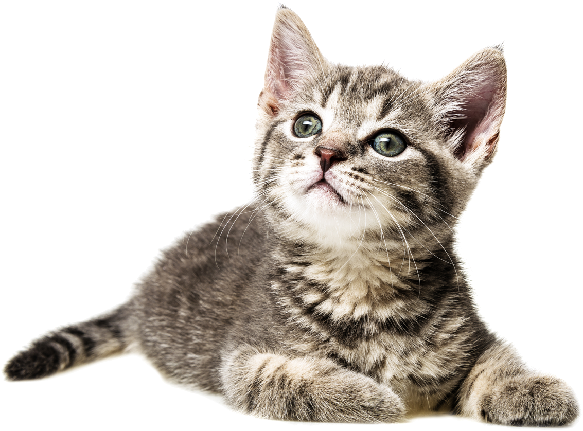 Gatos - Cat (1200x899), Png Download