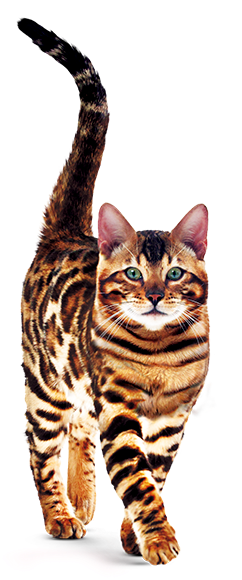 Gran Plus - Ração Gran Plus Gatos Adultos Salmão (530x579), Png Download